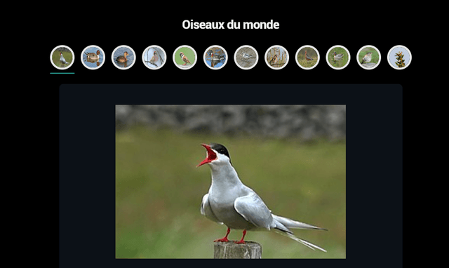 Oiseaux du monde